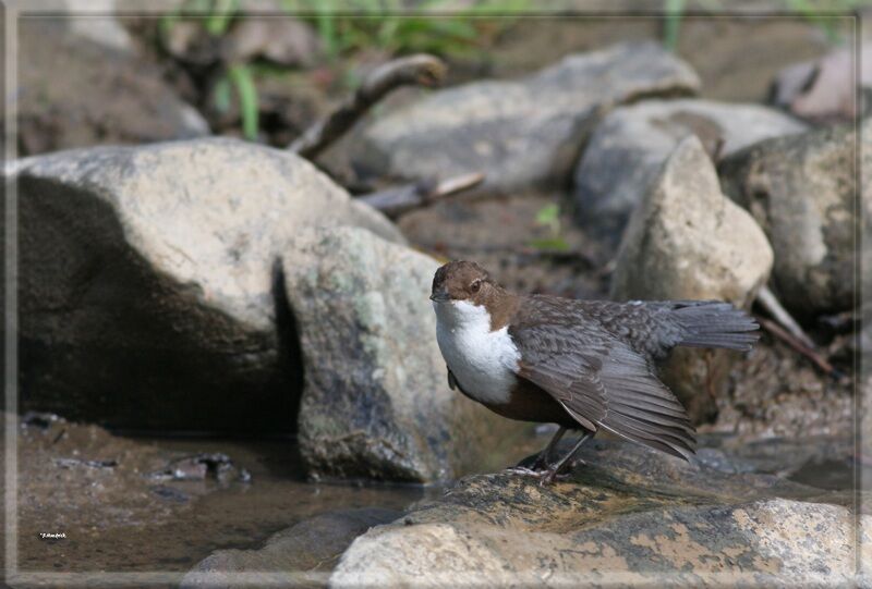 White-throated Dipper