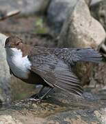 White-throated Dipper