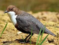 White-throated Dipper