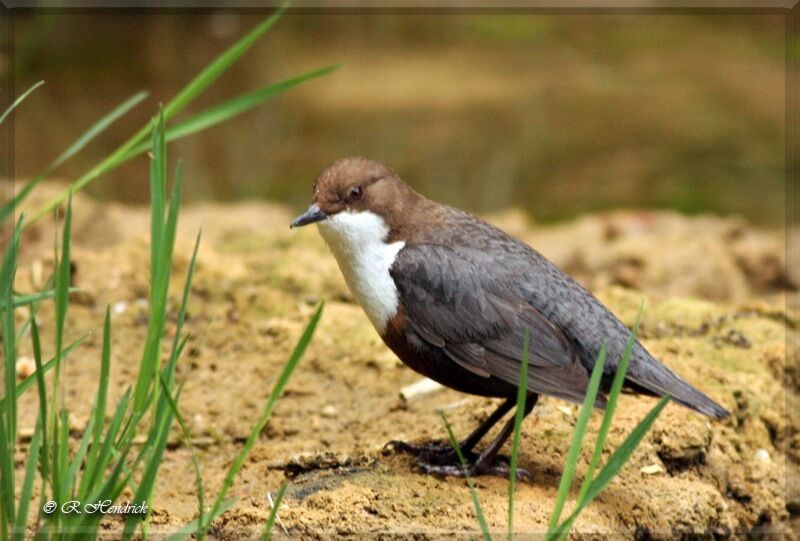 White-throated Dipper