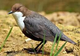 White-throated Dipper