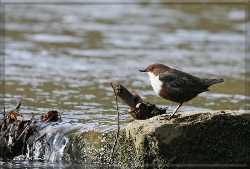 White-throated Dipper