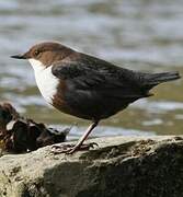 White-throated Dipper