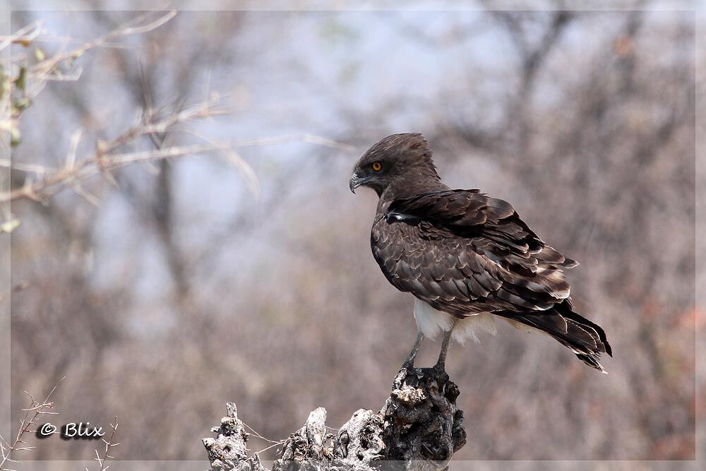 Black-chested Snake Eagle