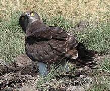 Black-chested Snake Eagle