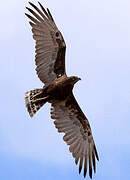 Brown Snake Eagle