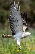 Short-toed Snake Eagle