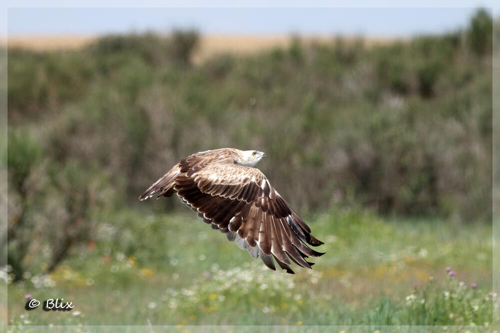 Short-toed Snake Eagle