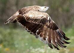 Short-toed Snake Eagle