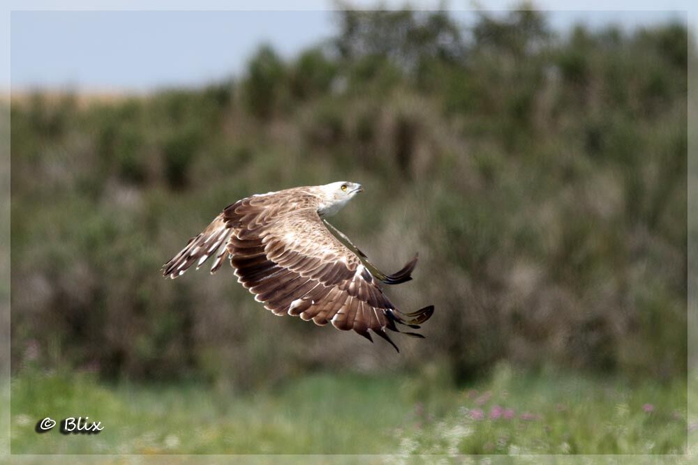 Short-toed Snake Eagle