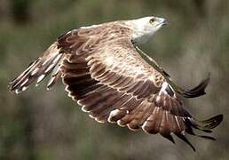 Short-toed Snake Eagle