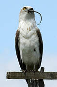 Short-toed Snake Eagle