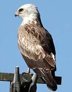 Short-toed Snake Eagle