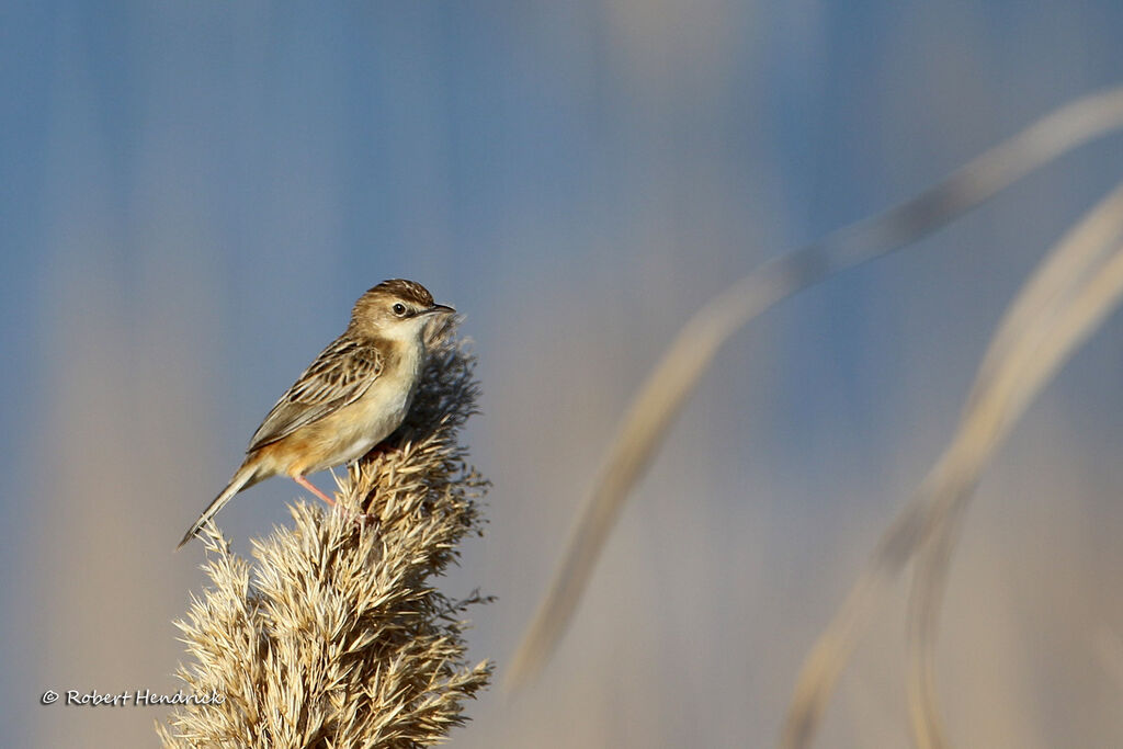 Zitting Cisticola