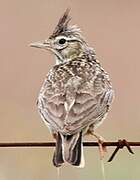 Crested Lark