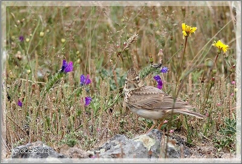 Cochevis huppé