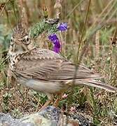 Crested Lark