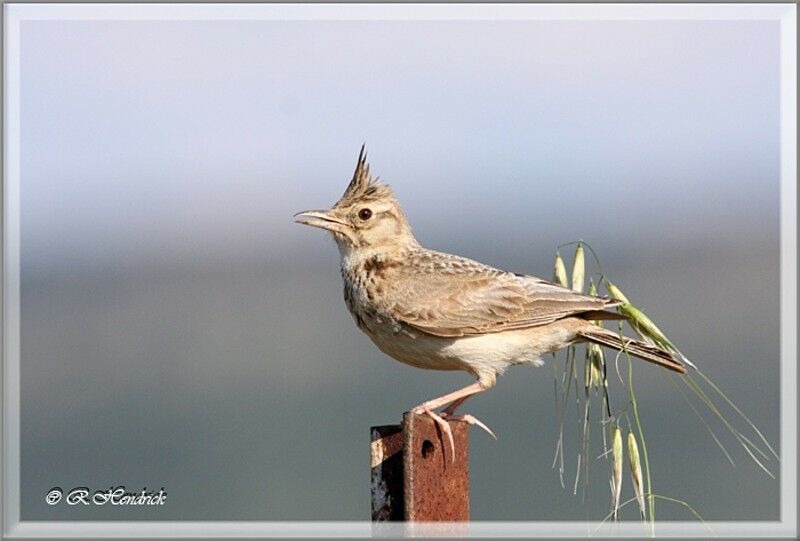 Crested Lark