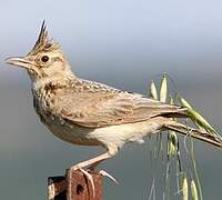 Crested Lark