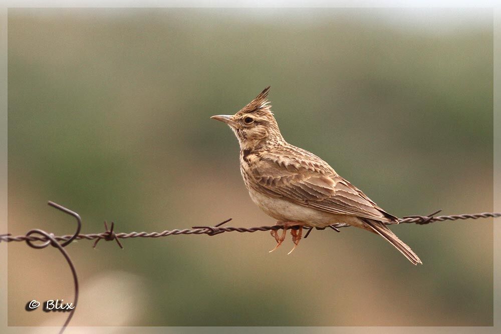 Crested Lark