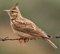 Crested Lark