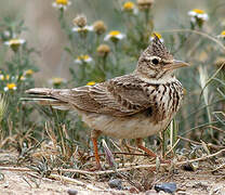 Crested Lark