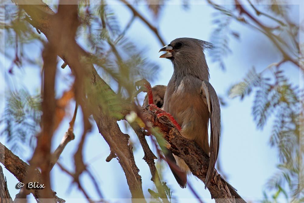 White-backed Mousebird