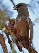 White-backed Mousebird