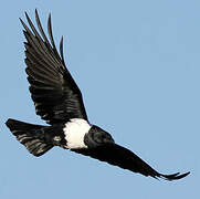 Pied Crow