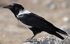 Pied Crow