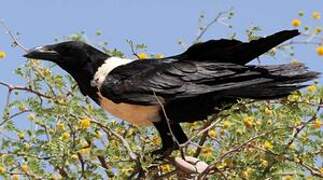 Pied Crow