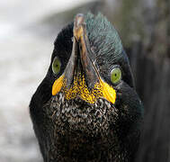 European Shag