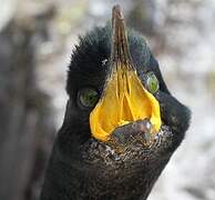 European Shag