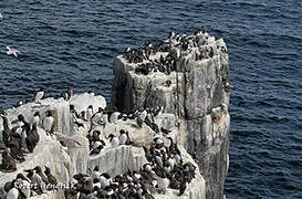 European Shag