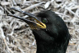 European Shag