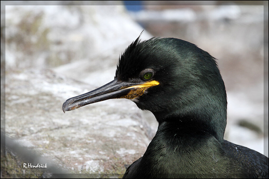 European Shag