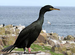 European Shag