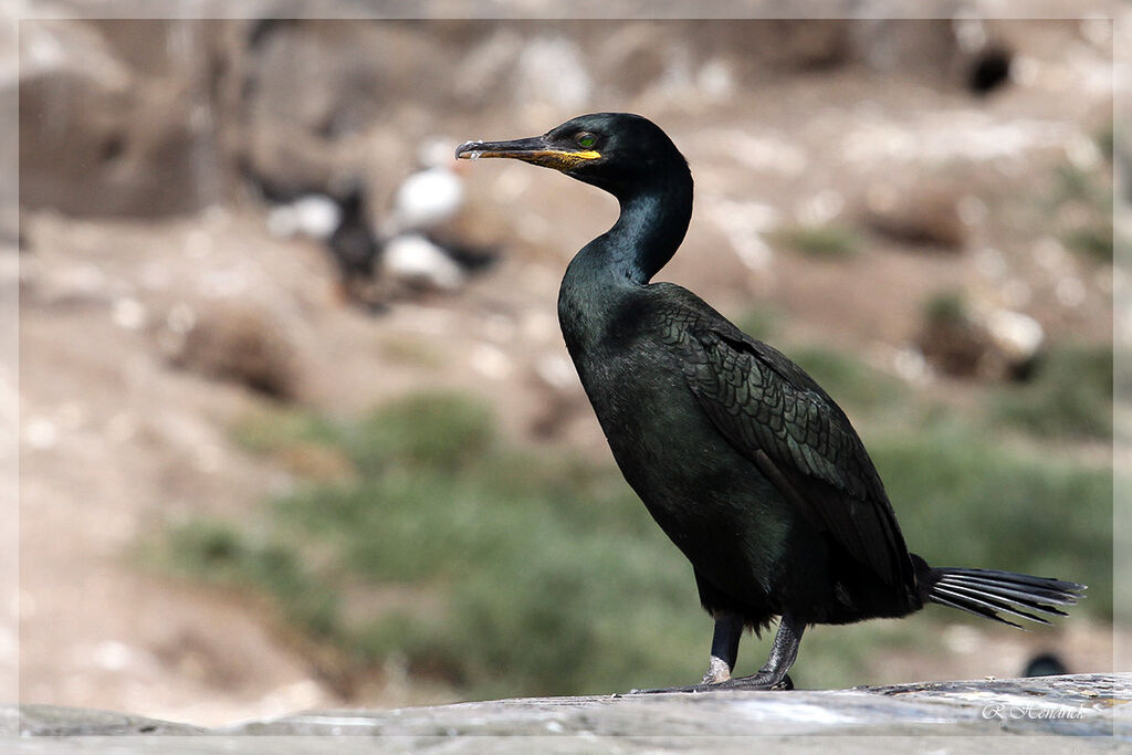 European Shag