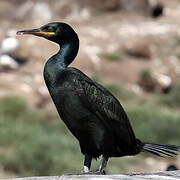 European Shag