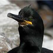 European Shag