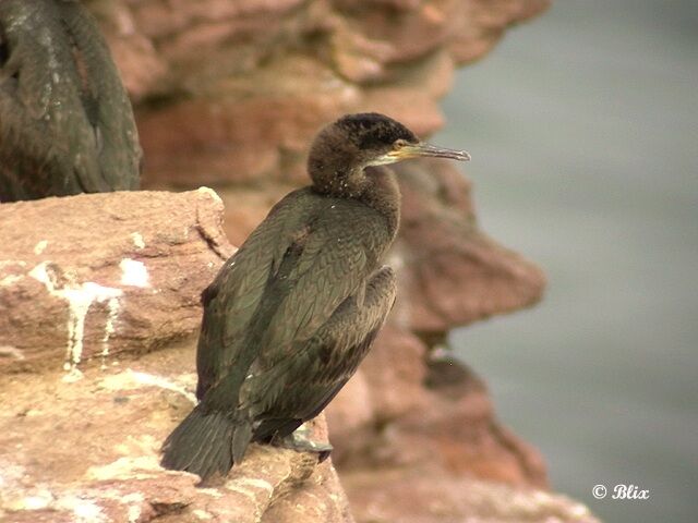 European Shag