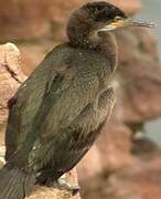 European Shag