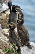 European Shag