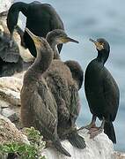 European Shag