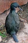 European Shag