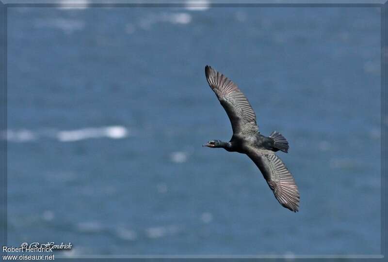 European Shagadult, Flight