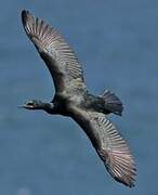 European Shag