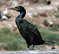 European Shag