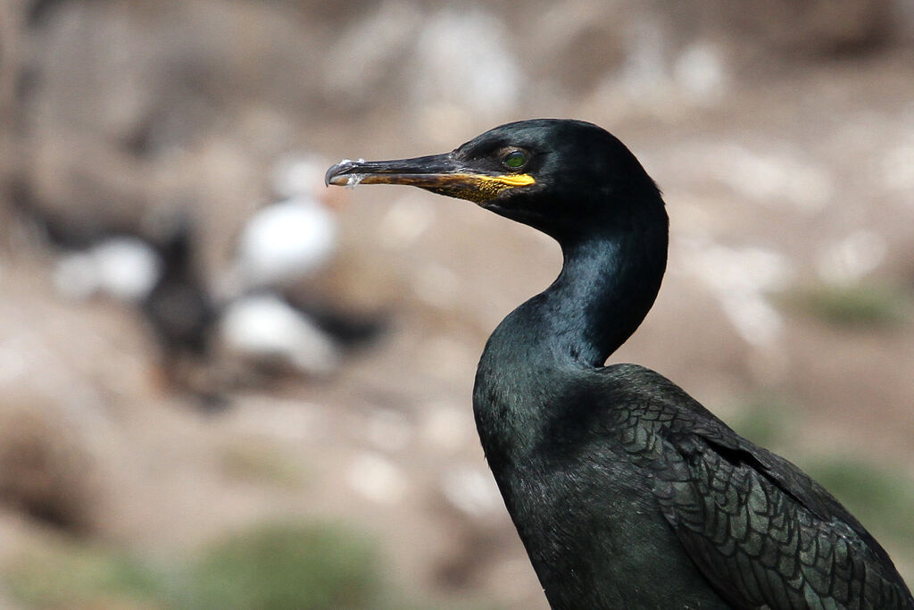 European Shag