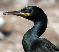 European Shag